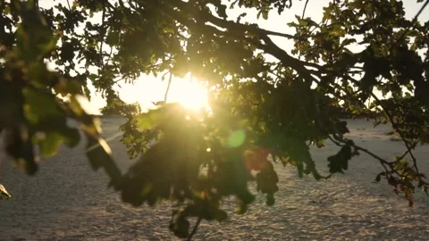 Golden sunset casting light through oak tree branches Stock Footage 292924258