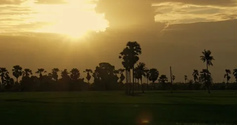 Golden sunset casting shadows over palm trees and vibrant fields in serene Stock Footage 345550676