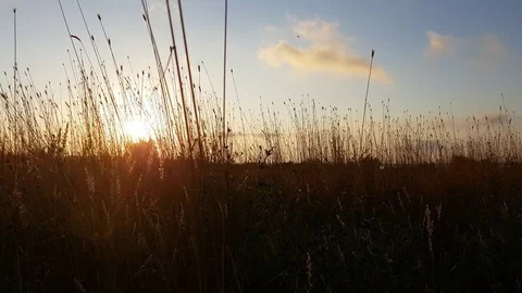 Golden Sunset In The Cornfield Stock Footage 79048738