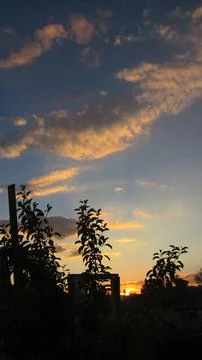 Golden sunset with dramatic clouds framed by silhouetted plants and trees. Stock Photos