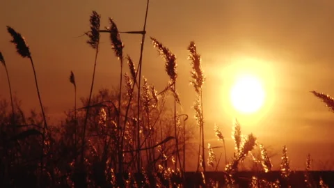 Golden Sunset. Field with Tall Grass. Sun Shining into Camera. Autumn. Nature Video stock 147349727