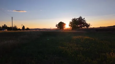 Golden Sunset Framed Between Two Trees Above a Wheat Field Stock Footage 340493748