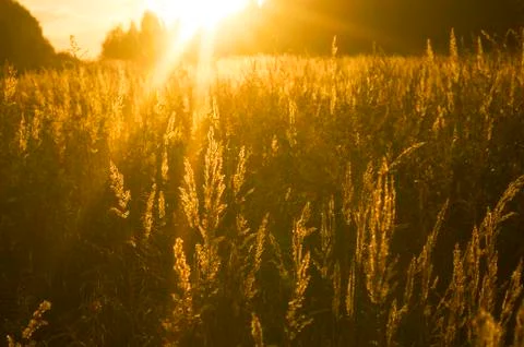 Golden Sunset Grass Stock Photos