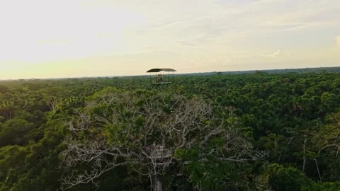 Golden sunset illuminates lush Amazon rainforest canopy, revealing verdant Stock Footage 308406731