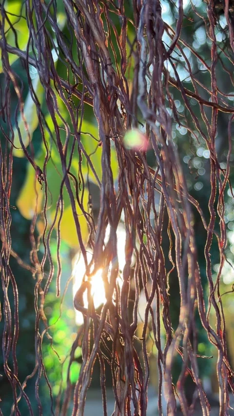 Golden sunset light appears between hanging roots of a Spotted Fig tree, forming 库存影片 330297450