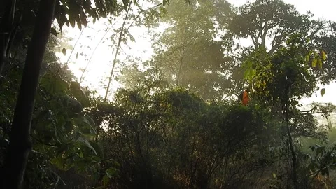 Golden Sunset Light Filtering Through Village Leaves Stock Footage 308452984