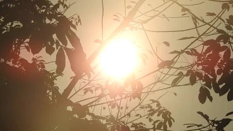 Golden Sunset Light Filtering Through Village Leaves Stock Footage 308460649
