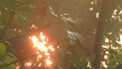 Golden Sunset Light Filtering Through Village Leaves Stock Footage 308462014