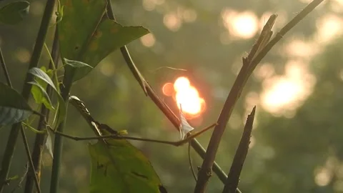 Golden Sunset Light Filtering Through Village Leaves Stock Footage 308462056