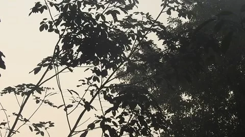 Golden Sunset Light Filtering Through Leaves in Nature Stock Footage 308462340