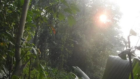 Golden Sunset Light Filtering Through Leaves in Nature Stock Footage 308462533