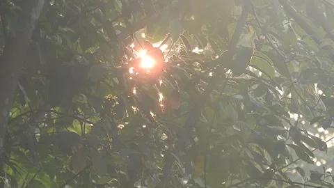 Golden Sunset Light Filtering Through Leaves in Nature Video stock 308462549