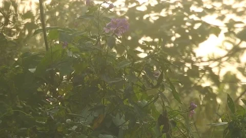 Golden Sunset Light Filtering Through Leaves in Nature Stock Footage 308462653