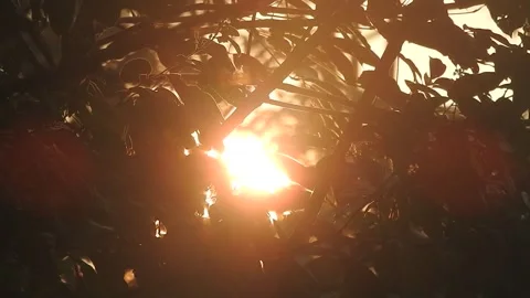 Golden Sunset Light Filtering Through Leaves in Nature Stock Footage 308462689