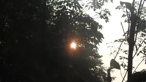 Golden Sunset Light Filtering Through Leaves in Nature Stock Footage 308462722