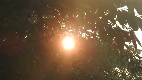 Golden Sunset Light Filtering Through Leaves in Nature Stock Footage 308462726
