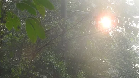 Golden Sunset Light Filtering Through Leaves in Nature Stock Footage 308462754