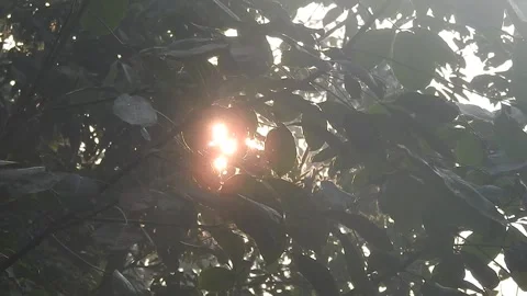 Golden Sunset Light Filtering Through Leaves in Nature Stock-Footage 308462842