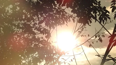 Golden Sunset Light Filtering Through Leaves in Nature Stock Footage 308462984