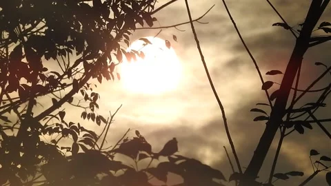 Golden Sunset Light Filtering Through Leaves in Nature Stock Footage 308463167