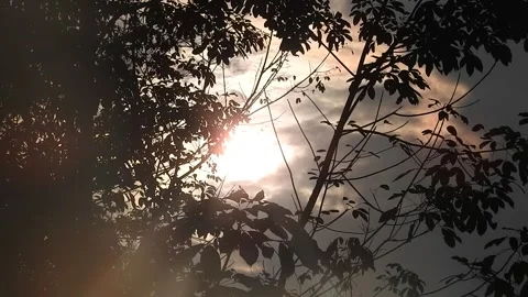 Golden Sunset Light Filtering Through Leaves in Nature Stock Footage 308463237