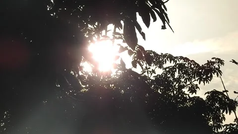 Golden Sunset Light Filtering Through Leaves in Nature Stock Footage 308465742