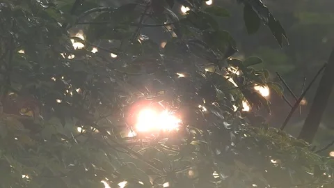 Golden Sunset Light Filtering Through Leaves in Nature Video stock 308465929