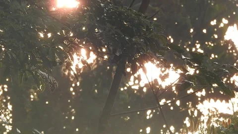 Golden Sunset Light Filtering Through Leaves in Nature Stock Footage 308465944