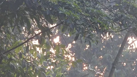 Golden Sunset Light Filtering Through Leaves in Nature Stock Footage 308470533