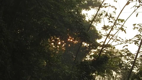 Golden Sunset Light Filtering Through Leaves in Nature Stock Footage 308470570