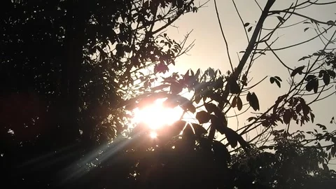 Golden Sunset Light Filtering Through Leaves in Nature Stock Footage 308470734