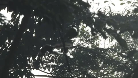 Golden Sunset Light Filtering Through Leaves in Nature Stock Footage 308470958