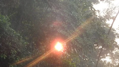 Golden Sunset Light Filtering Through Village Leaves Stock Footage 308473778