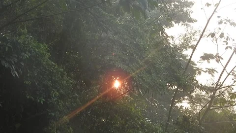 Golden Sunset Light Filtering Through Village Leaves Stock Footage 308473782