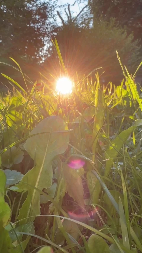 Golden Sunset Light Filtering Through Grass in Urban City Park Stock Footage 337344832