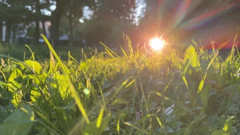 Golden Sunset Light Filtering Through Grass in Urban City Park Stock Footage 337344833
