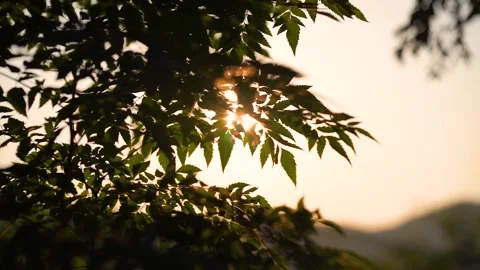 Golden sunset light filtering through lush green leaves on a warm summer evening Video stock 341961123
