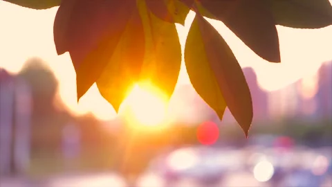 Golden sunset light filtering through willow leaves in a peaceful park setting Stock Footage 342333197