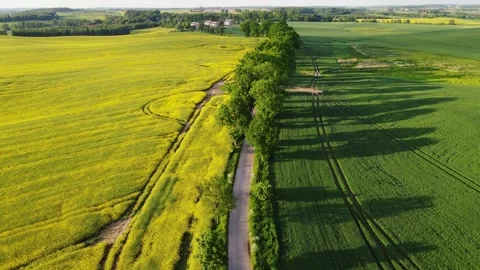 Golden Sunset light over rapeseed and green fields with country road in Poland Stock Footage 305159045