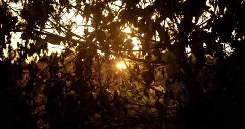 Golden sunset light shining through the bush in winter Stock Footage 178025710