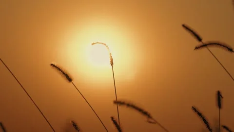 Golden Sunset Light Shining Through Silhouetted Foxtail Grass Stalks in a Meadow Video stock 342215593