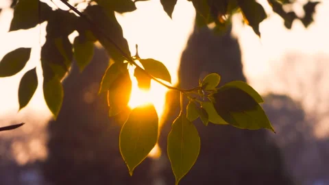 Golden sunset light shining through vibrant leaves on a gentle autumn evening Stock Footage 342333225