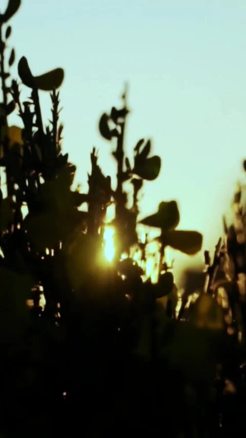 Golden sunset light shining through blurred plant leaves in a peaceful natural Stock-Footage 347154634