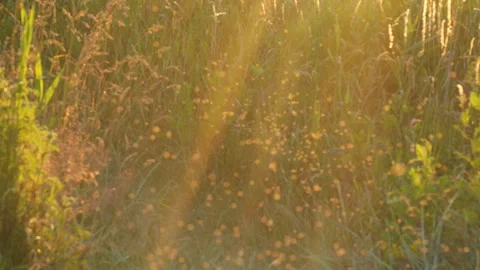 Golden sunset light shining on a wild meadow Stock-Footage 339509704
