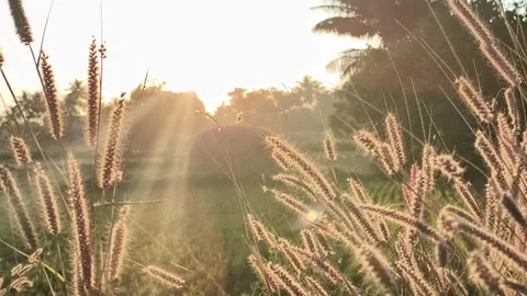 Golden Sunset Light Through Wild Grass rural Stock Footage 324586636