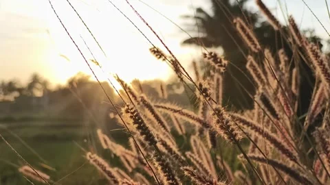 Golden Sunset Light Through Wild Grass in Rural Stock Footage 324586638