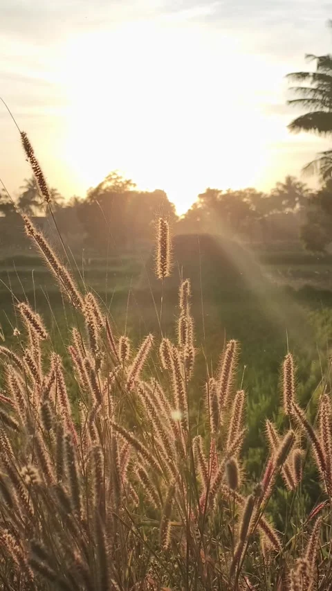 Golden Sunset Light Through Wild Grass in Rural India Stock Footage 324586711