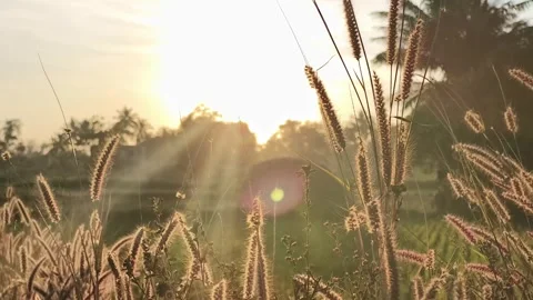 Golden Sunset Light Through Wild Grass Stock Footage 324586737