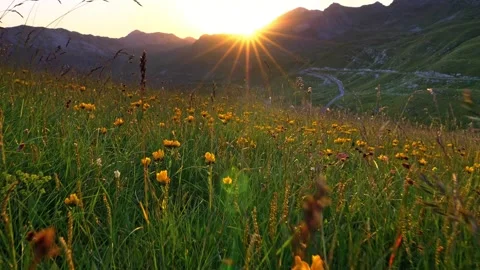 Golden sunset over alpine meadow with wildflowers and mountain peaks in summer Stock Footage 342572697