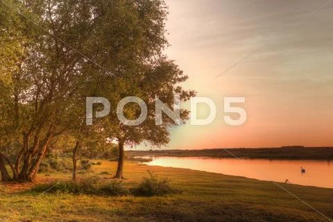 Golden sunset over calm lake with swan Stock Photos